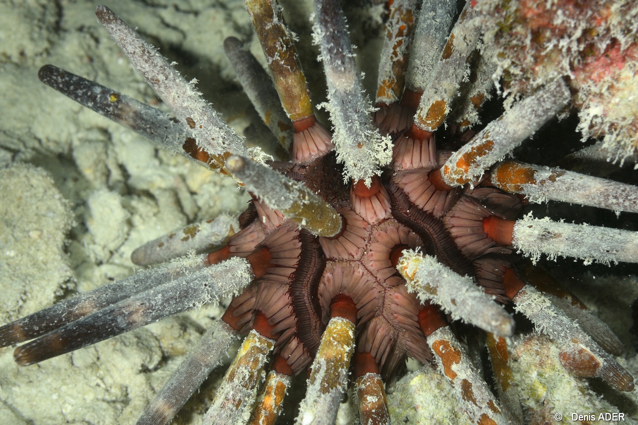Phyllacanthus imperialis Oursin crayon imperial Praslin Anse petite cour-6m-20190611nuit-Denis-ADER-DSC_9360_tn.jpg